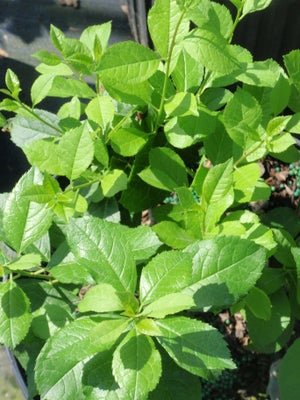Mr. Poppins Winterberry - LandscapeDirect