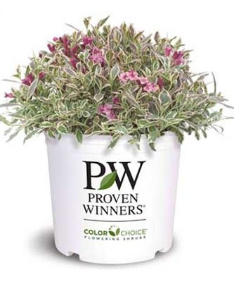 My Monet Weigela florida - LandscapeDirect