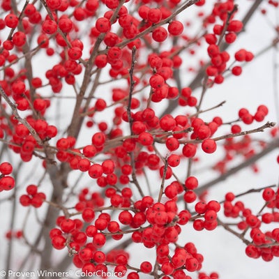 Berry Poppins¬¨¬Æ  Winterberry 