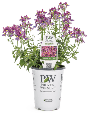 Nemesia Aromance Mulberry - LandscapeDirect