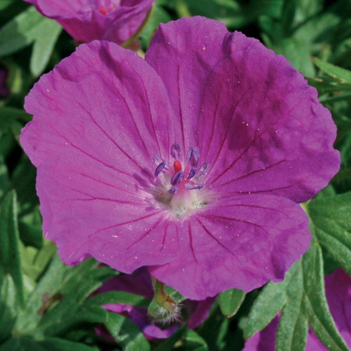 New Hampshire Purple Cranesbill - LandscapeDirect