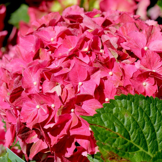 Next Generation Red Sensation Hydrangea - LandscapeDirect
