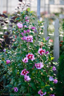 Purple Pillar¬¨¬Æ  Rose of Sharon 