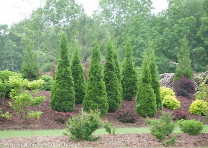North Pole Arborvitae - LandscapeDirect
