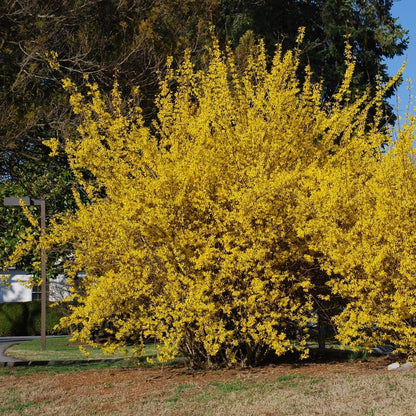 Northern Gold Forsythia - LandscapeDirect