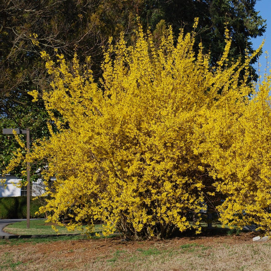Northern Gold Forsythia - LandscapeDirect