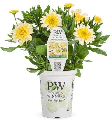 Osteospermum Bright Lights Double Moonglow - LandscapeDirect