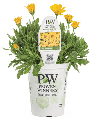 Osteospermum Bright Lights Yellow - LandscapeDirect