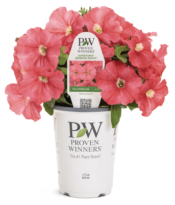 Petunia Supertunia Bermuda Beach Improved - LandscapeDirect