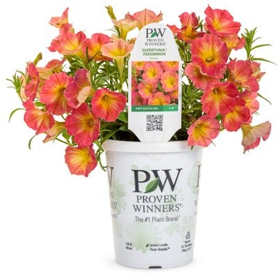 Petunia Supertunia Persimmon - LandscapeDirect