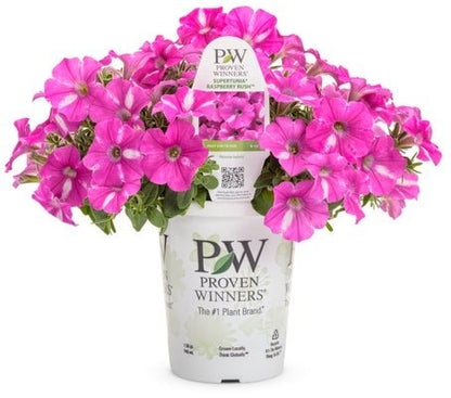 Petunia Supertunia Raspberry Rush - LandscapeDirect