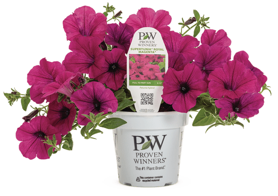 Petunia Supertunia Royal Magenta - LandscapeDirect