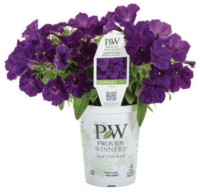 Petunia Supertunia Royal Velvet - LandscapeDirect