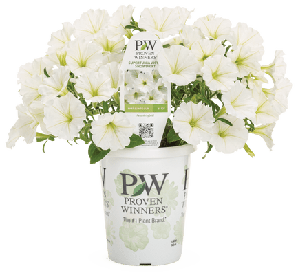 Petunia Supertunia Vista Snowdrift (white) - LandscapeDirect