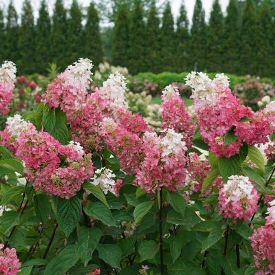 Pinky Winky Panicle Hydrangea - LandscapeDirect