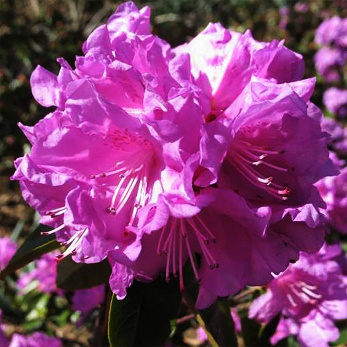P.J.M. Elite Rhododendron - LandscapeDirect