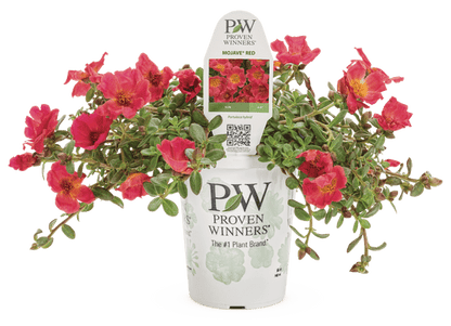Portulaca Mojave Red - LandscapeDirect