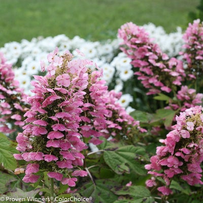 Gatsby Pink¬¨¬Æ  Oakleaf hydrangea 