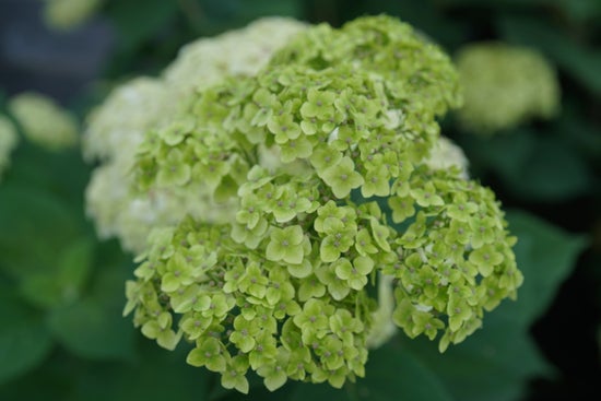 Invincibelle Sublimeª  Smooth hydrangea 