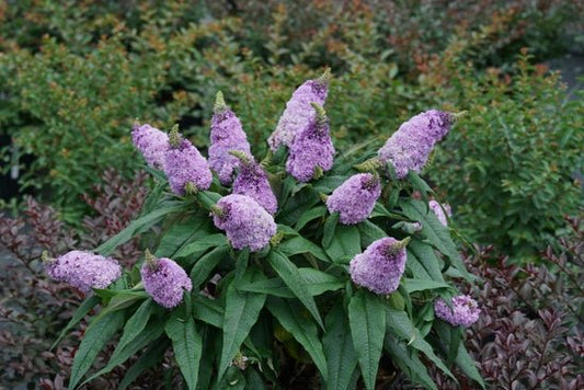 Pugster Amethyst Butterfly Bush - LandscapeDirect