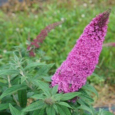 Pugster Pinker Butterfly Bush - LandscapeDirect