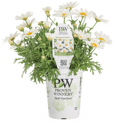 Pugster White Butterfly Bush - LandscapeDirect