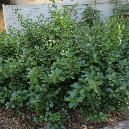 Purpleleaf Wintercreeper - LandscapeDirect