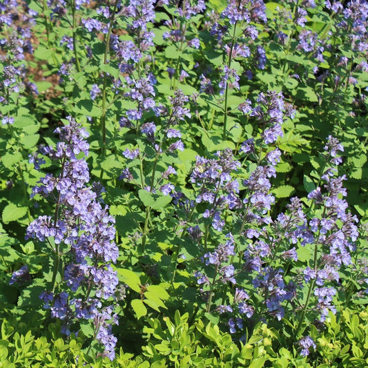 Purrsian Blue Dwarf Catmint - LandscapeDirect