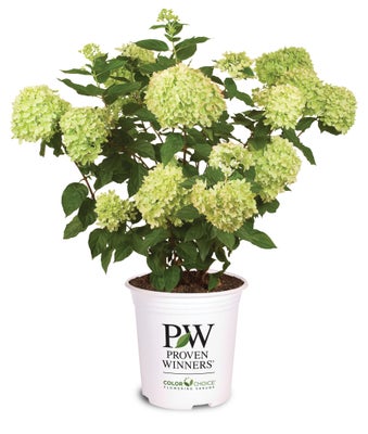 Little Lime¬¨¬Æ  Panicle Hydrangea 