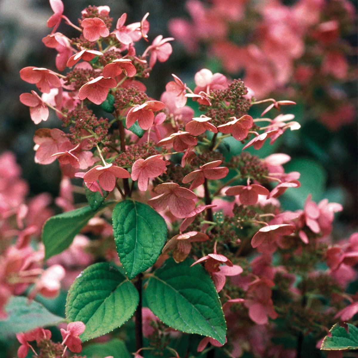 Quick Fire Hydrangea - LandscapeDirect