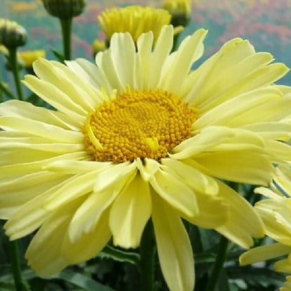 Real Sunbeam Shasta Daisy - LandscapeDirect