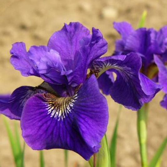 Ruffled Velvet Siberian Iris - LandscapeDirect