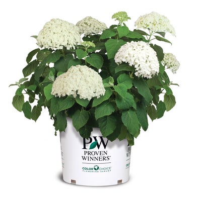 Incrediball¬¨¬Æ  Smooth Hydrangea 