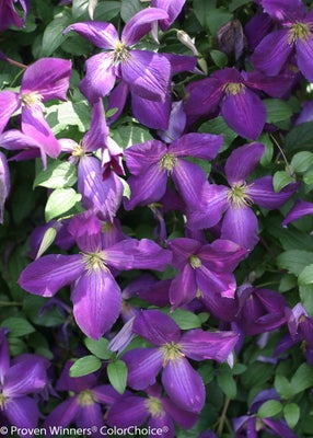 Happy Jack¬¨¬Æ Purple  Clematis x