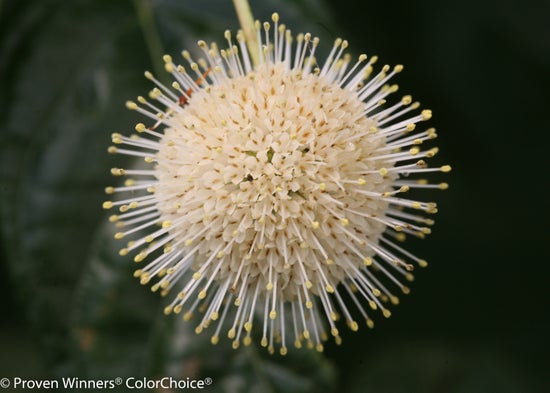 Sugar Shack¬¨¬Æ  Buttonbush 