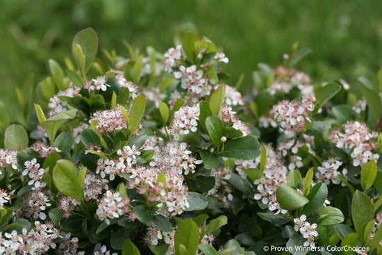 Low Scape Mound¬¨¬Æ  Aronia melanocarpa