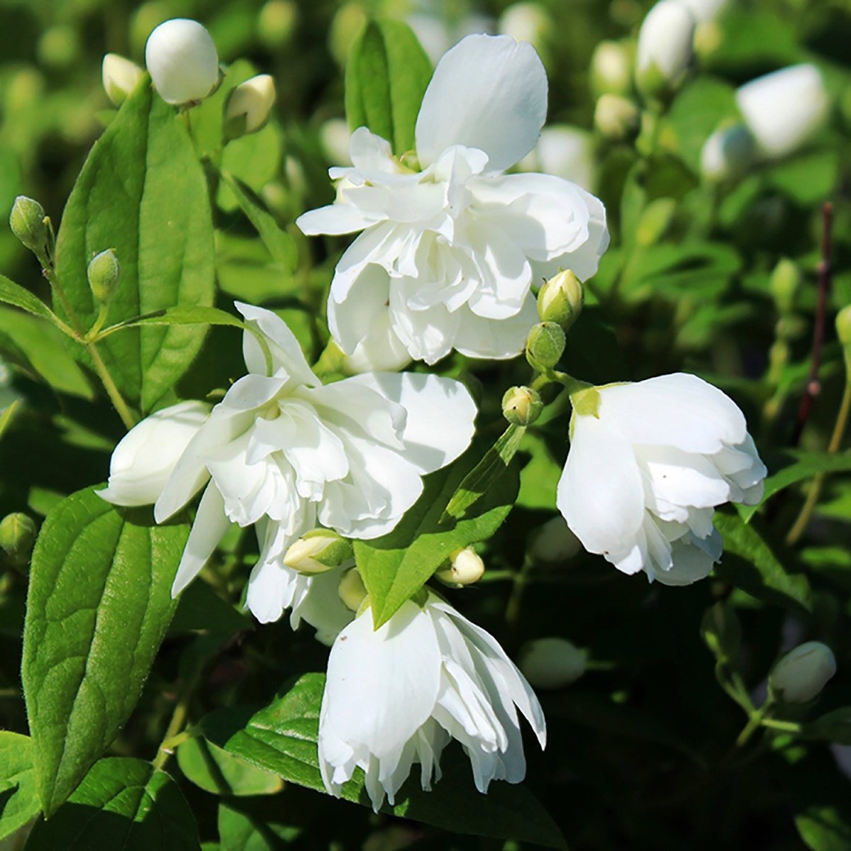 Snowbelle Mockorange - LandscapeDirect