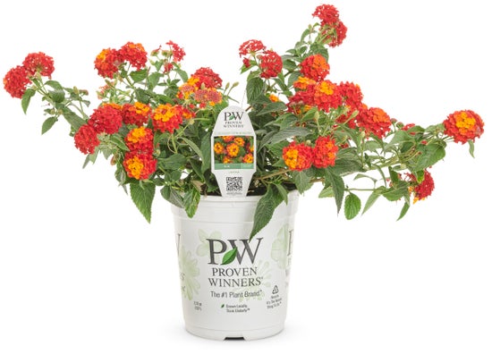 Lantana Luscious® Citrus Blend