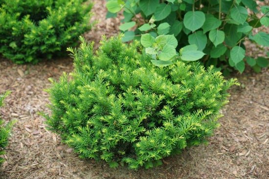 Stonehenge Dark Druid Yew - LandscapeDirect