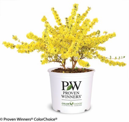 Show Off¬¨¬Æ    Forsythia x intermedia