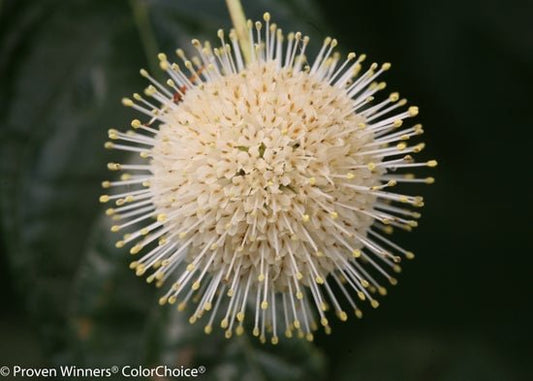 Sugar Shack Buttonbush - LandscapeDirect