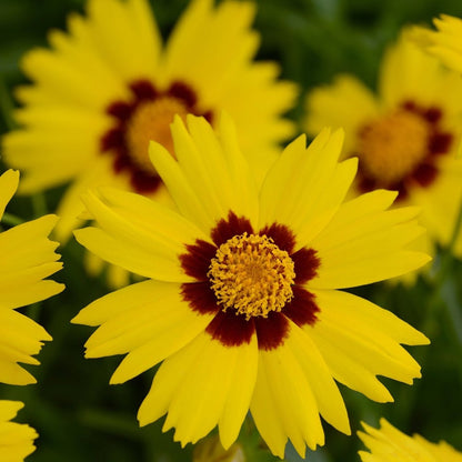 SunKiss Tickseed - LandscapeDirect