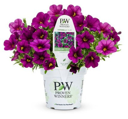 Superbells Plum - LandscapeDirect