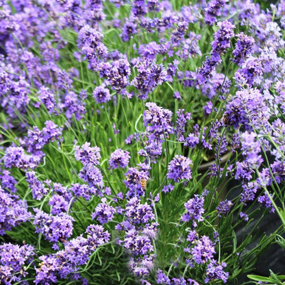SuperBlue Lavender - LandscapeDirect