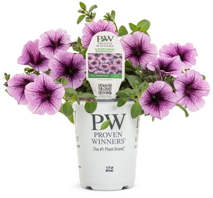 Petunia Supertunia Bordeaux