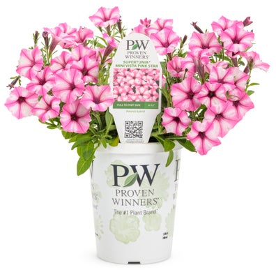 Petunia Supertunia Mini Vista Pink Star