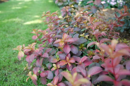 Midnight Sunª  Reblooming Weigela 