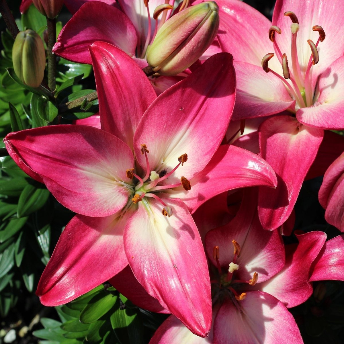 Tiny Diamond Lily - LandscapeDirect