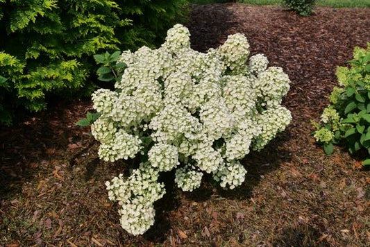 Tiny Quick Fire Panicle Hydrangea - LandscapeDirect