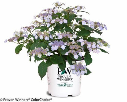 Tiny Tuff Stuff Mountain Hydrangea - LandscapeDirect